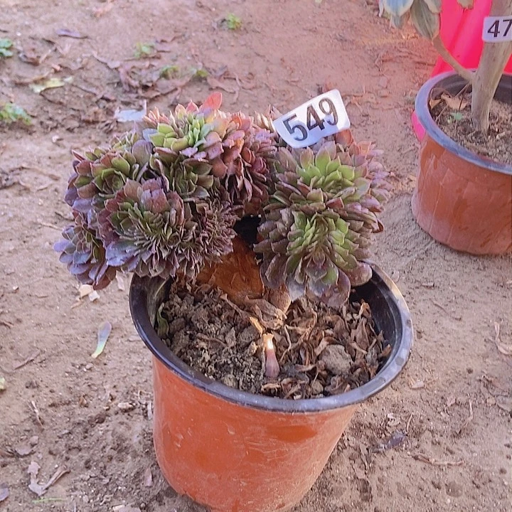 549万缀老板子法师缀