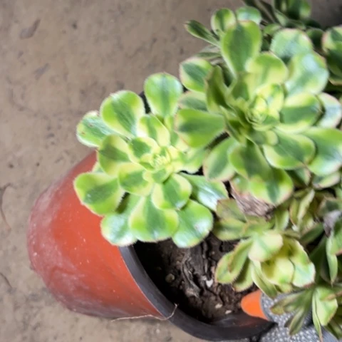 白兰地多肉植物法师7914