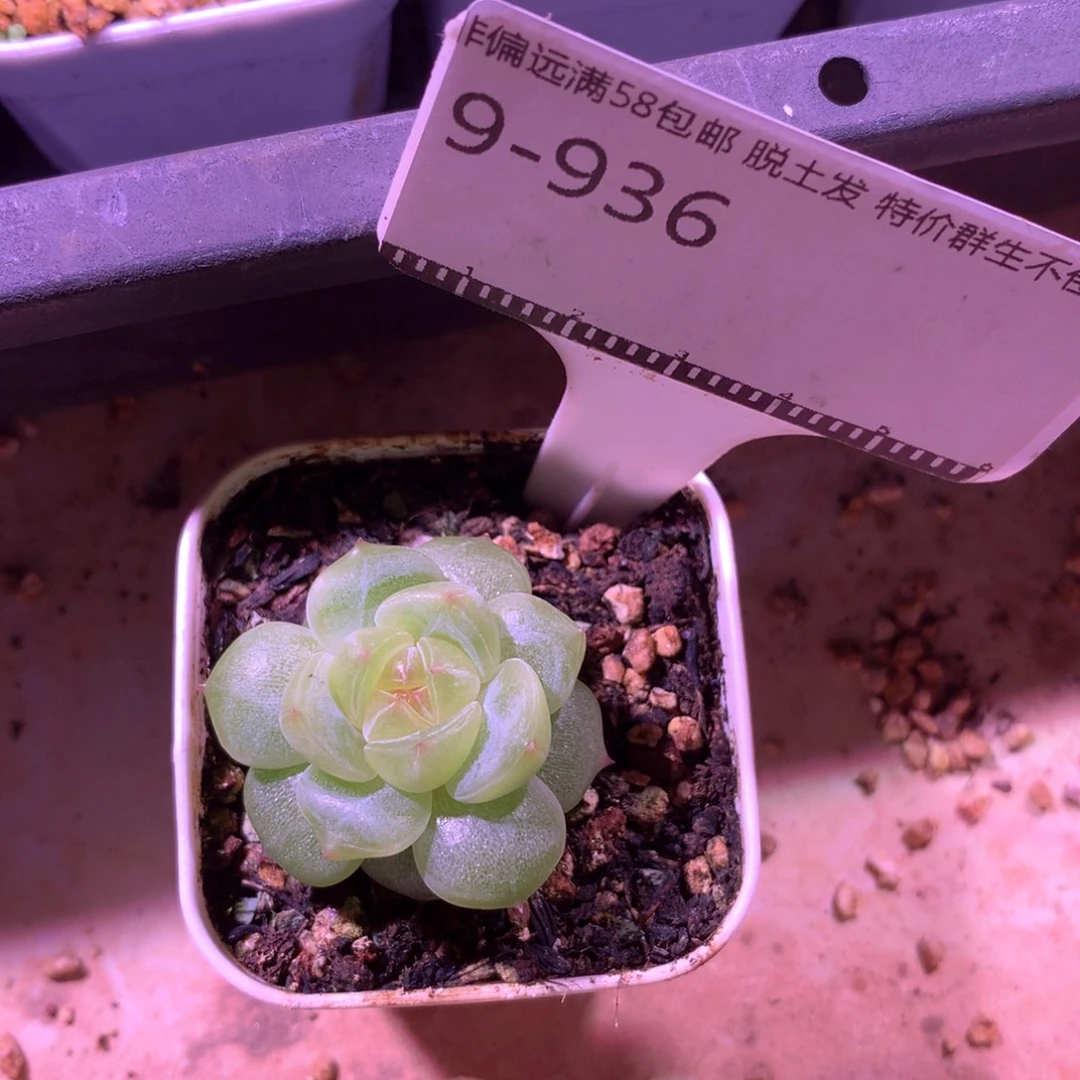 孤品珍妮优选福利58包邮