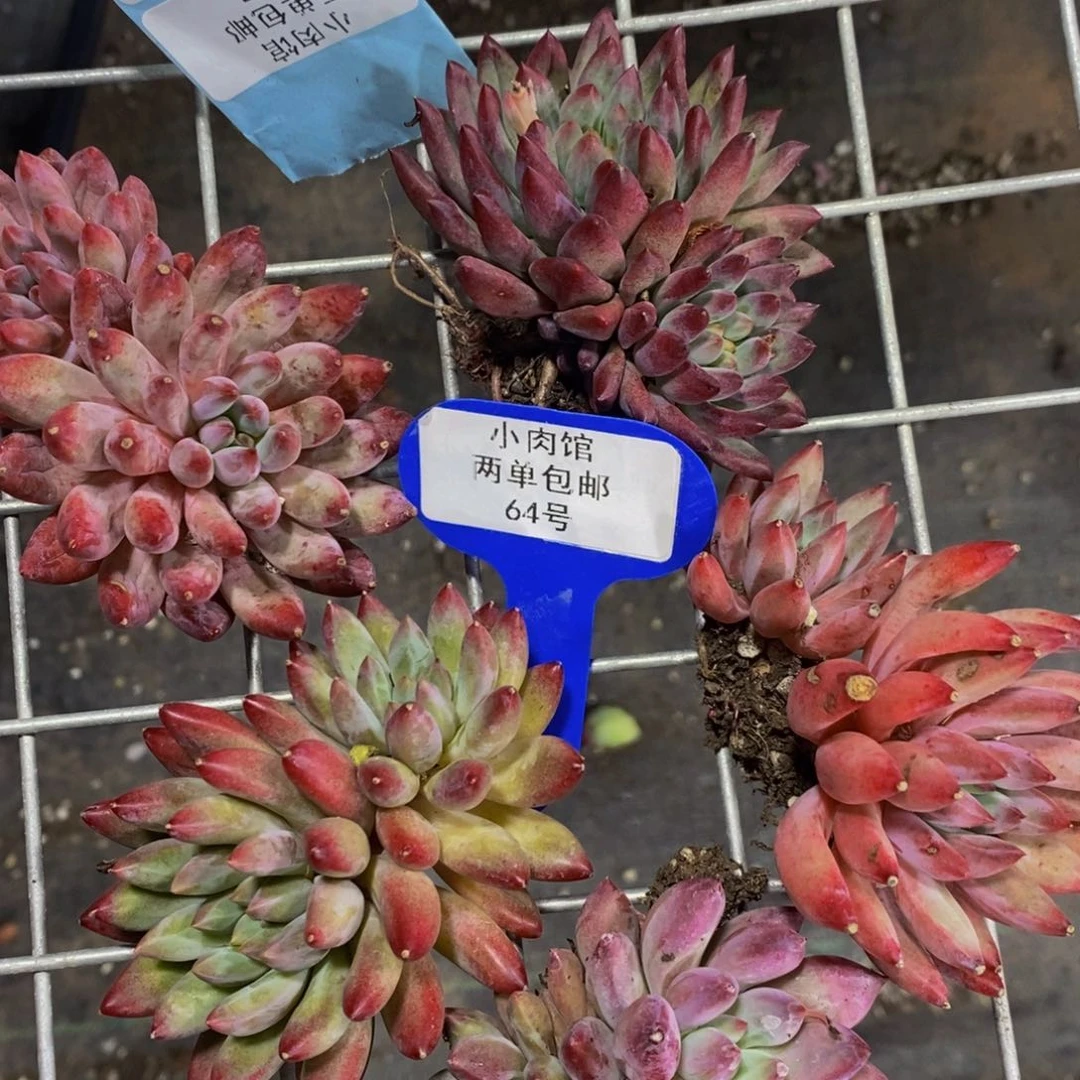 64-精品母本彩体虞美人双头一个