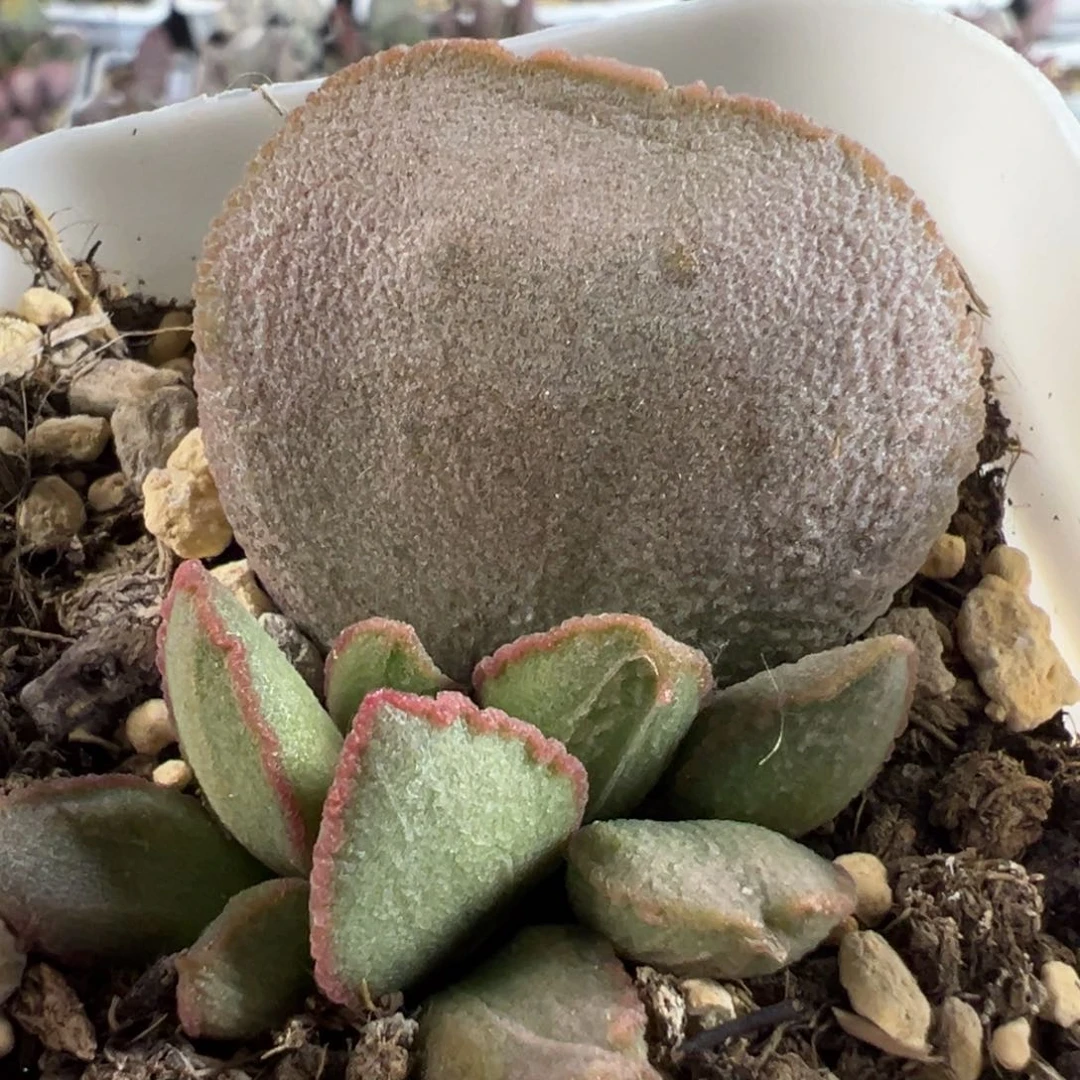 开播福利琉璃磨砂蛋大苗多肉植物水泡
