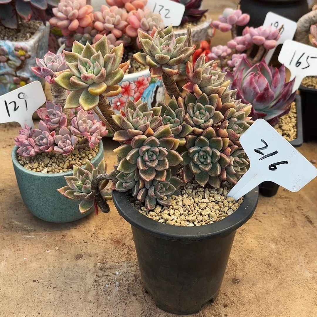 多肉植物，璀璨216号