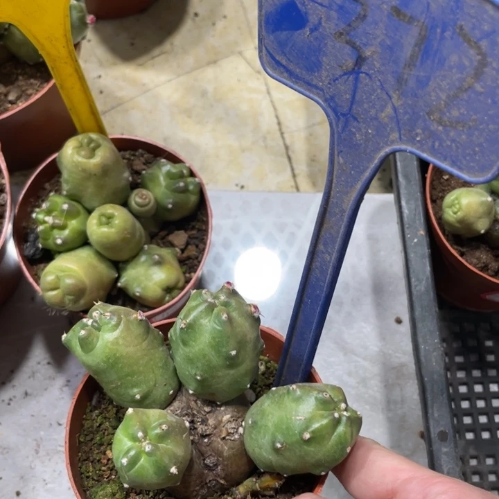 橙桃新品多头一物一拍372