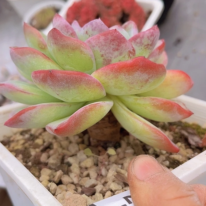 泡芙20137多肉植物