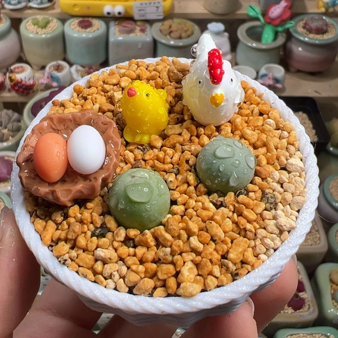 多肉植物20号鸽子蛋