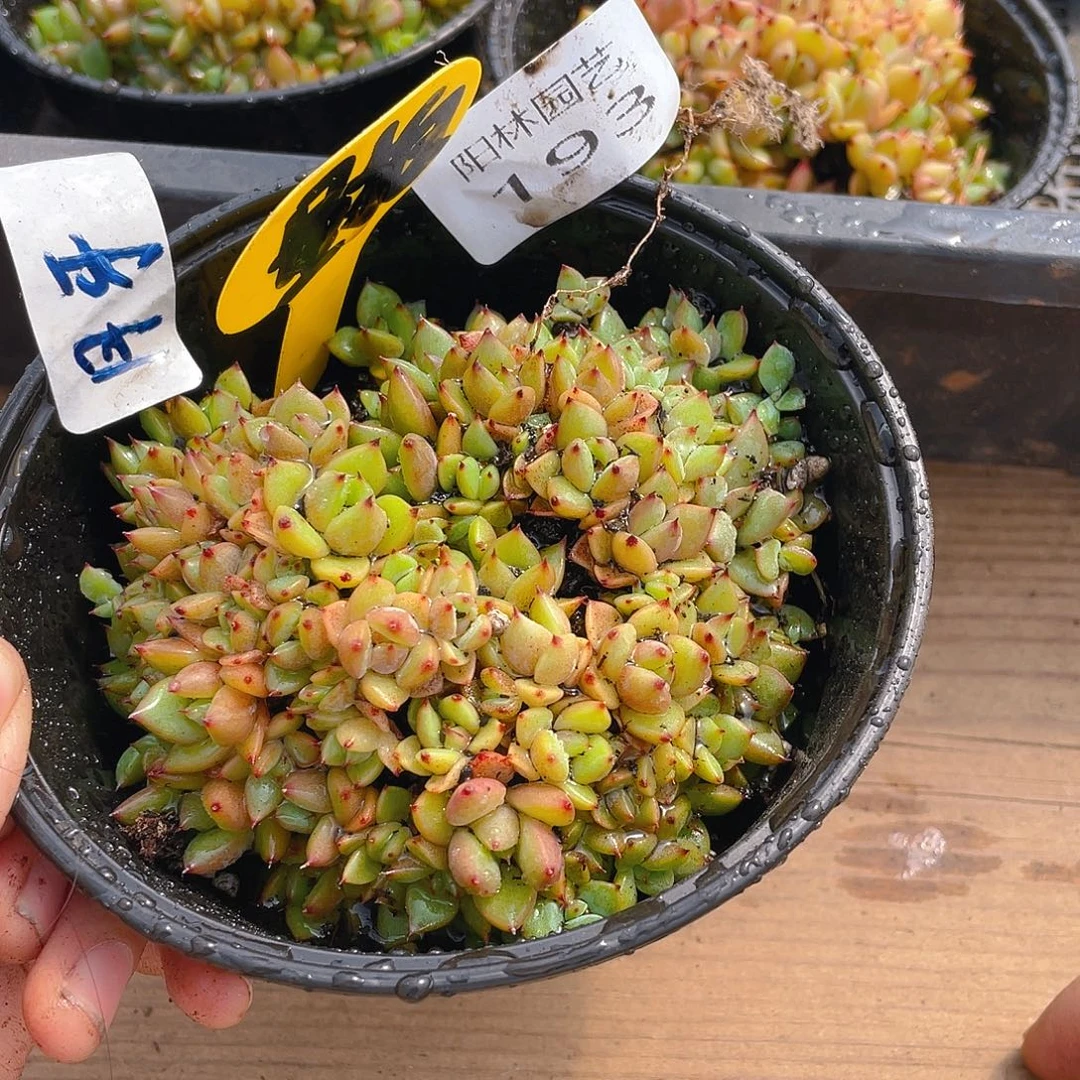 量拍多肉植物多肉植物193