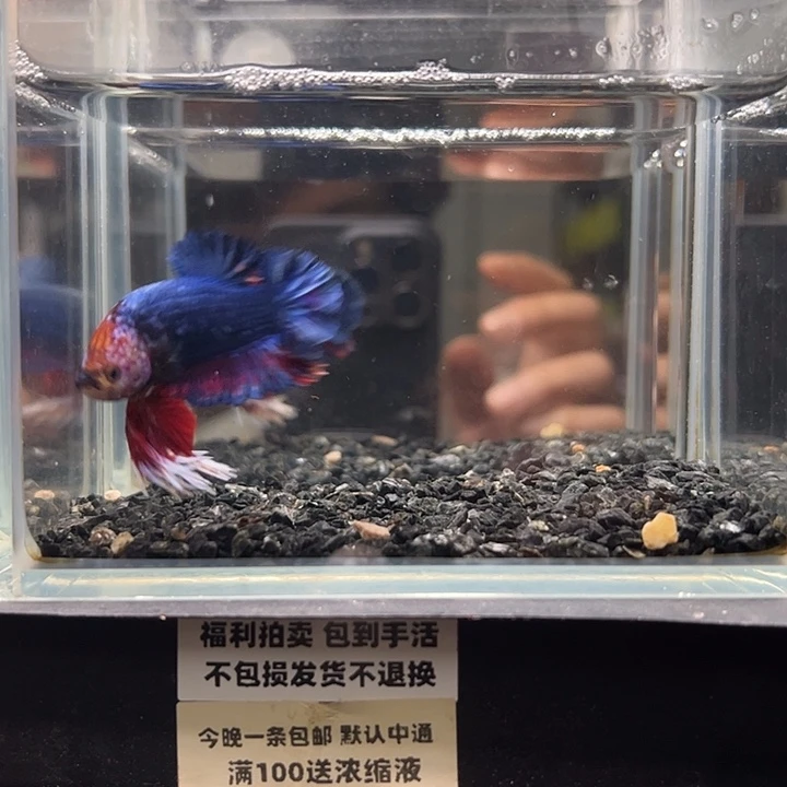 斗鱼竞拍跑单拉黑18日5