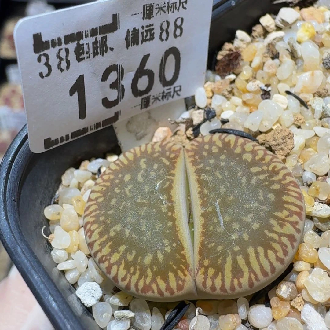 Ssss精品生石花1360