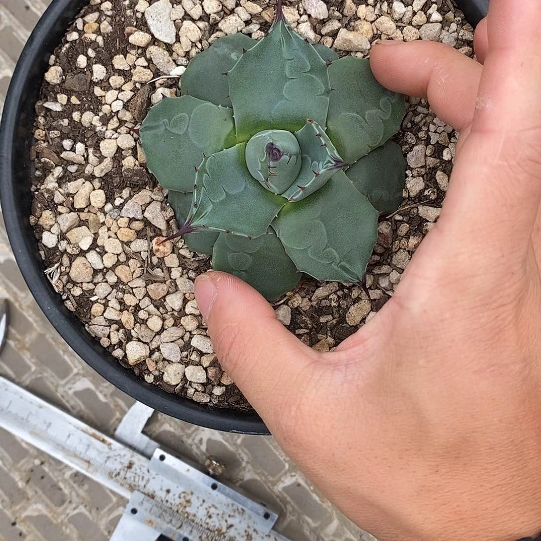 多肉植物龙蛇兰植物