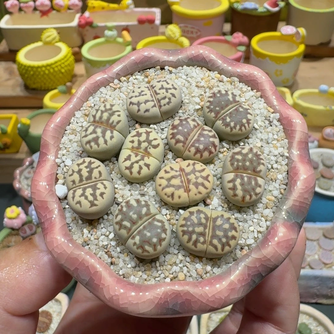 蘑菇1118丽虹彩拼多肉植物