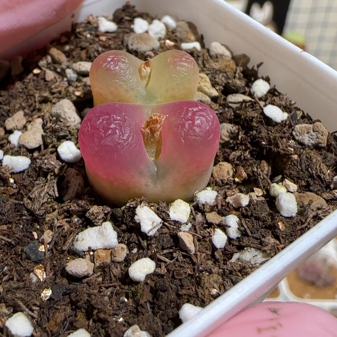 靓***丫肉锥多肉植物组合-1739