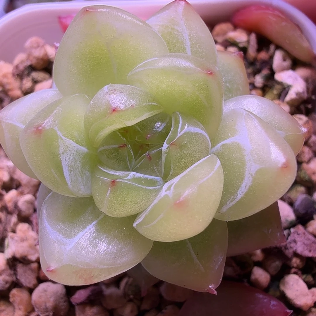 砖石珍泥一物一拍