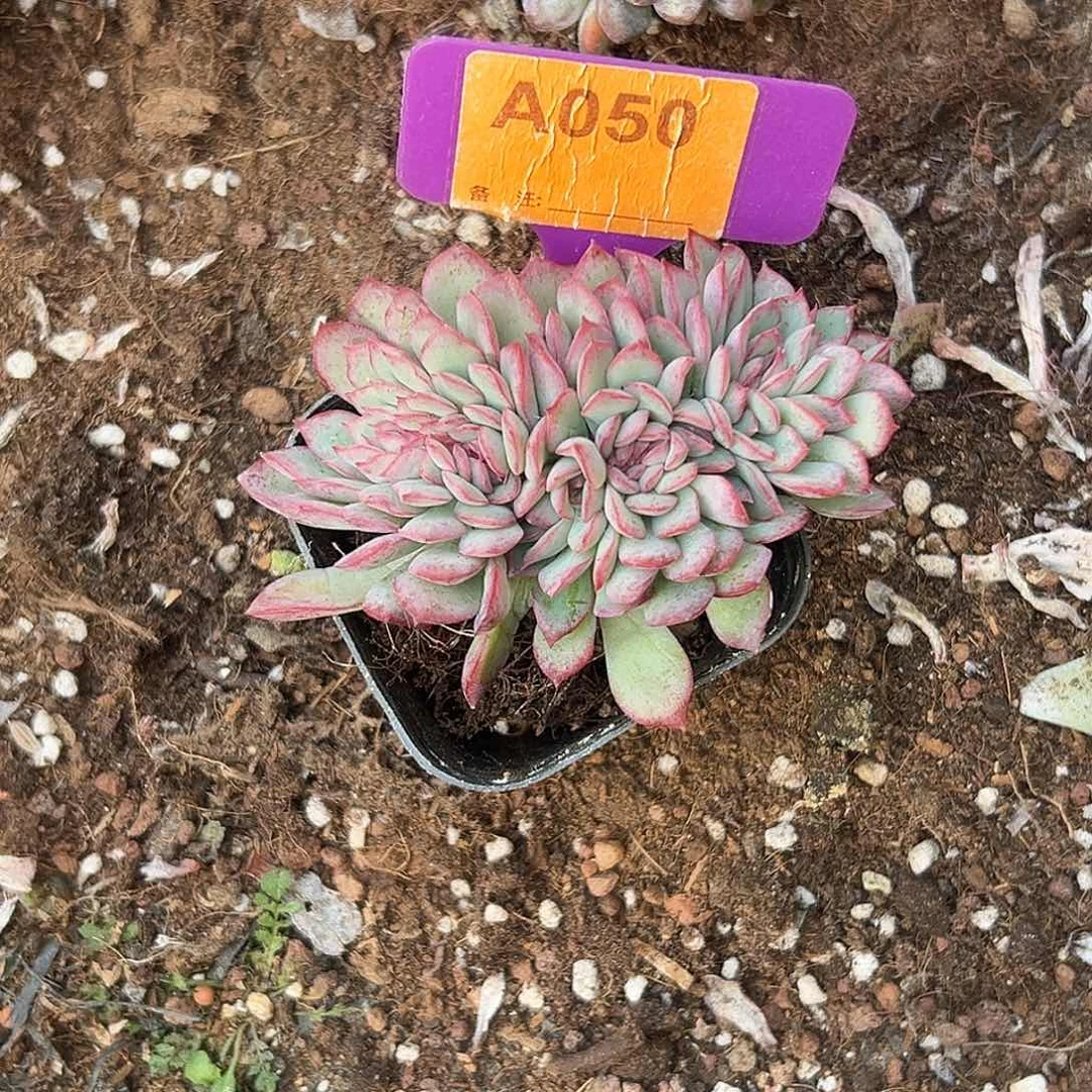 紫***然多肉植物一物一拍