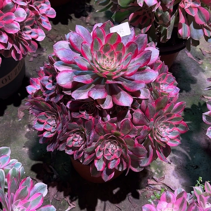 多肉植物月荷00963