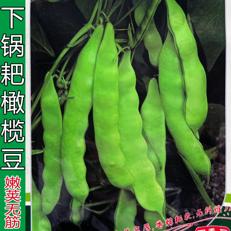 橄榄豆种子肉架豆扁豆种籽中熟四季豆种籽豆角芸豆春秋农家蔬菜种