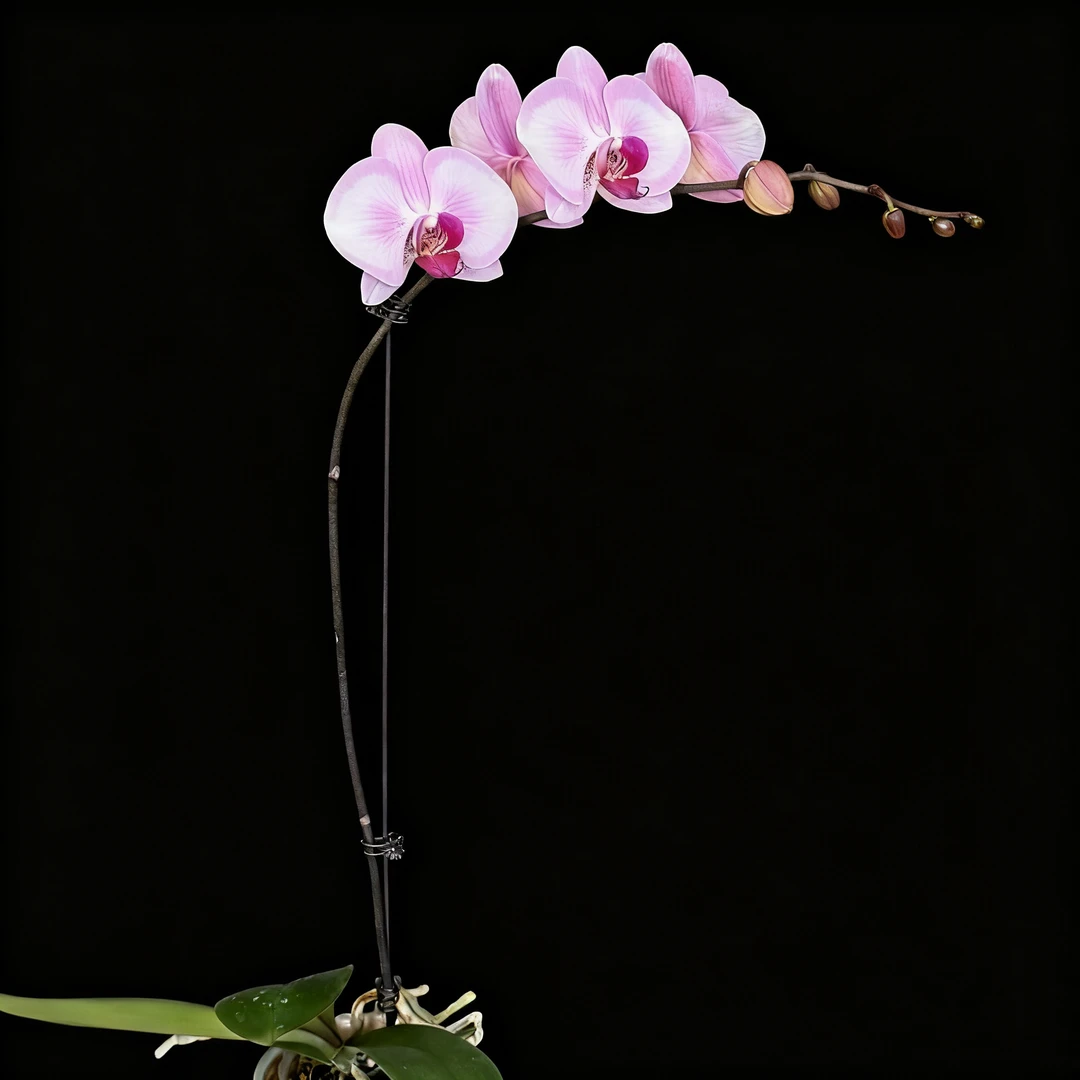 予兰花卉（淑女）带花带花苞3.0寸杯发货