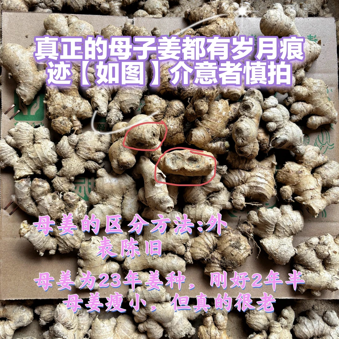 云南高山现挖老姜2023年的娘姜母姜2年半的母姜头姜干