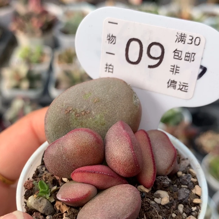 红蛋。 多肉。    09