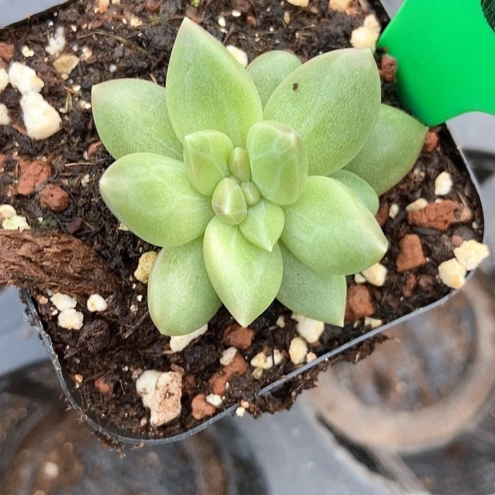 多肉植物迷雾泡泡822