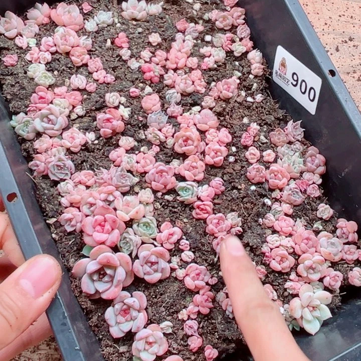 南***叶多肉植物多肉植物