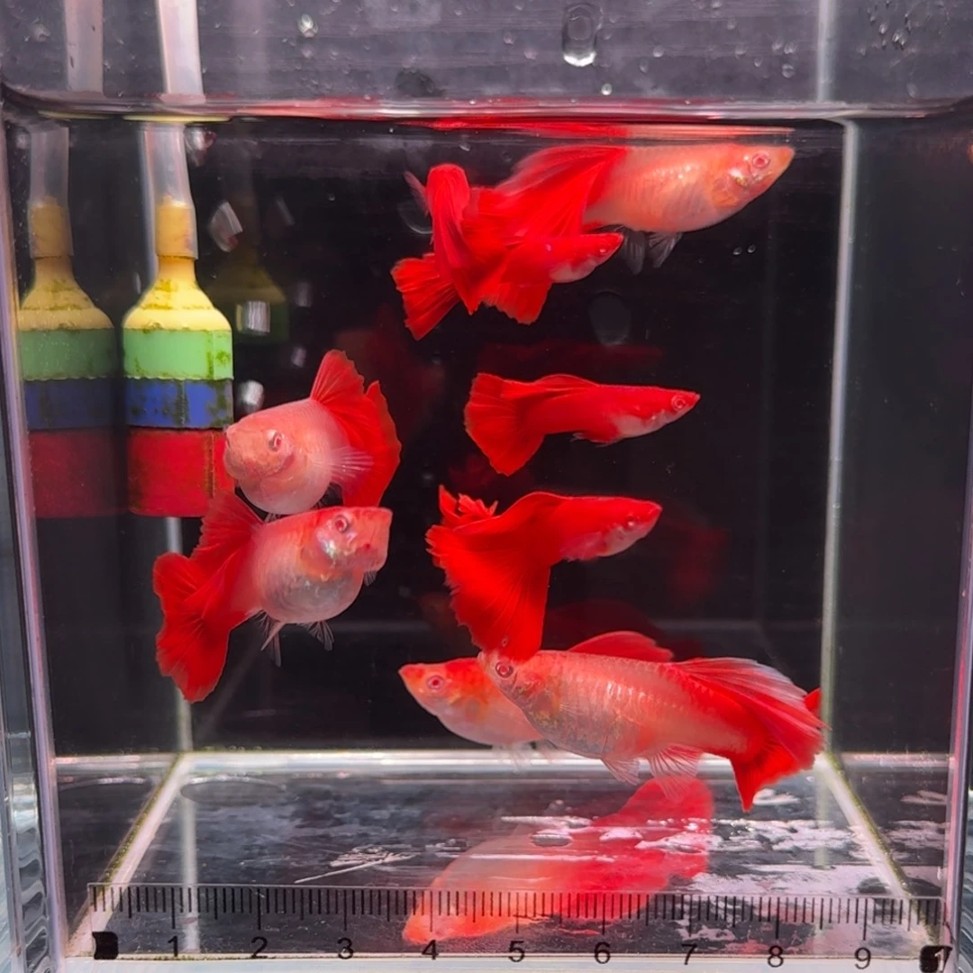 孔雀鱼清缸福利台系血红8➕2条备损