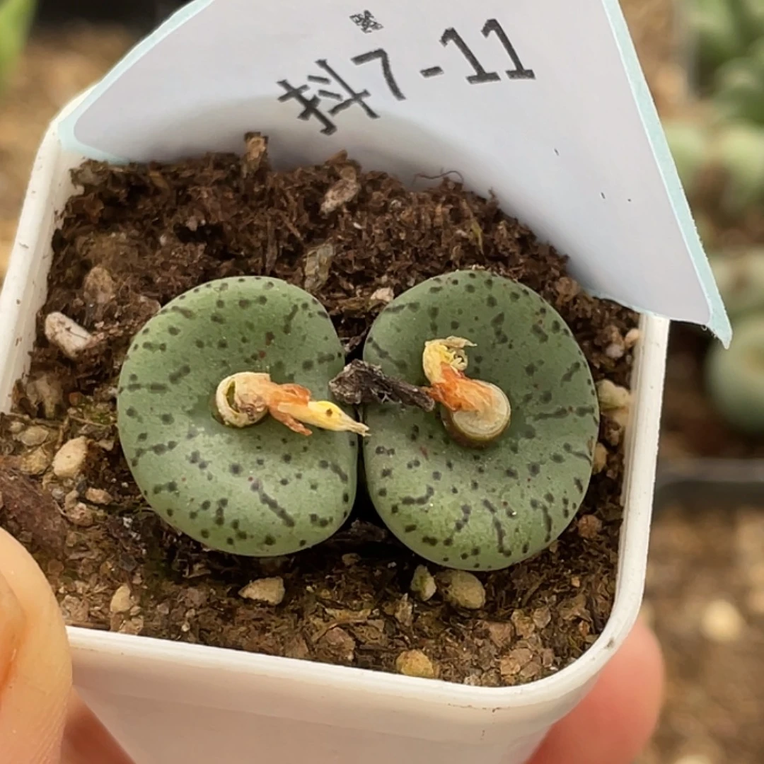 7-11荷叶安贞肉锥