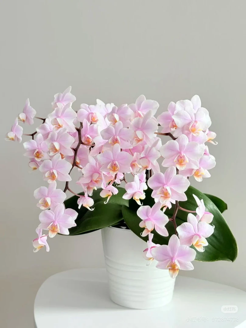 蝴蝶兰  槟榔西施