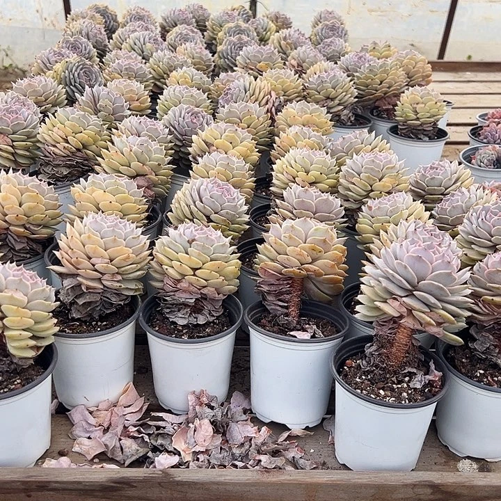 叠叶  露娜莲  福利