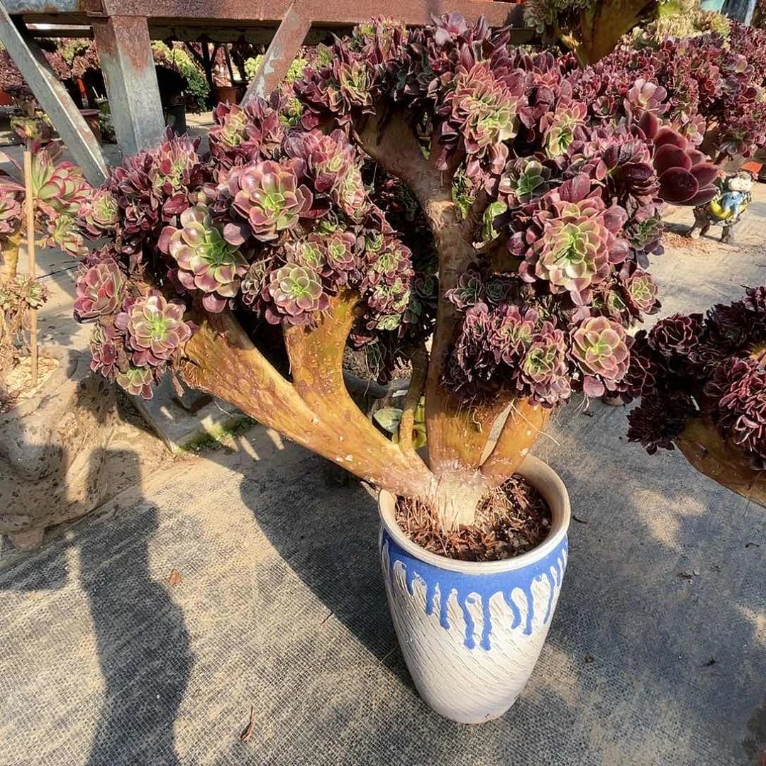 【闪购商品】无花朵欧嘉莉