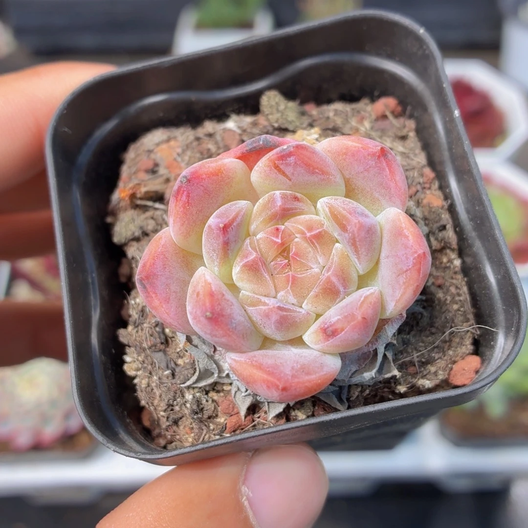 冰魄多肉9.9包邮发货