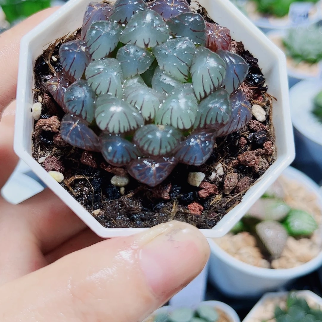 红宝石玉露多肉植物