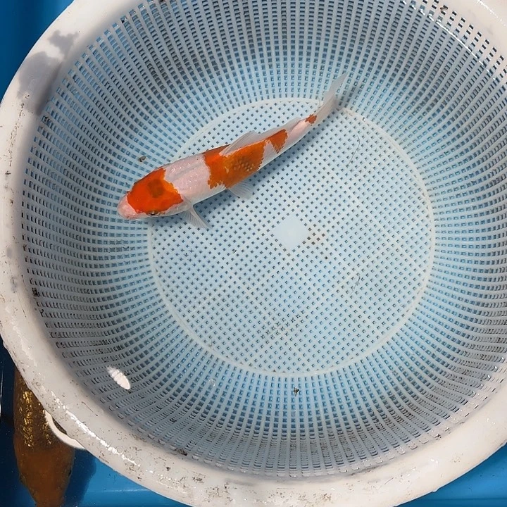 海****海水锦鲤的故事是