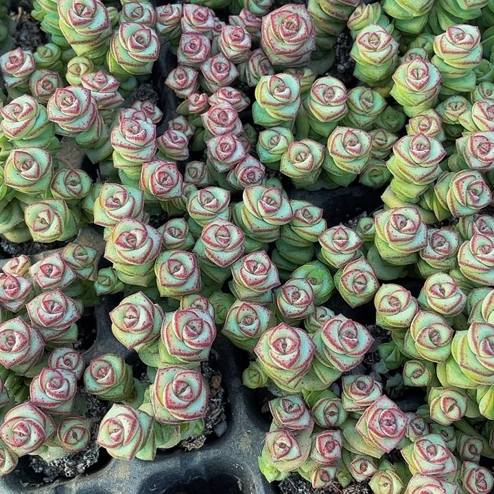 5颗一组小钱串群5颗