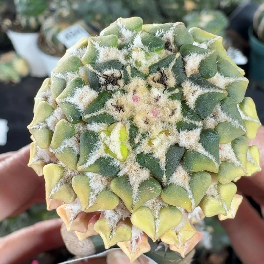 【闪购商品】姬牡丹锦510