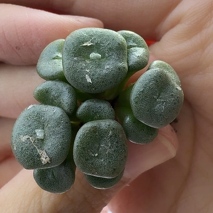 55号纽扣群一物一拍松散