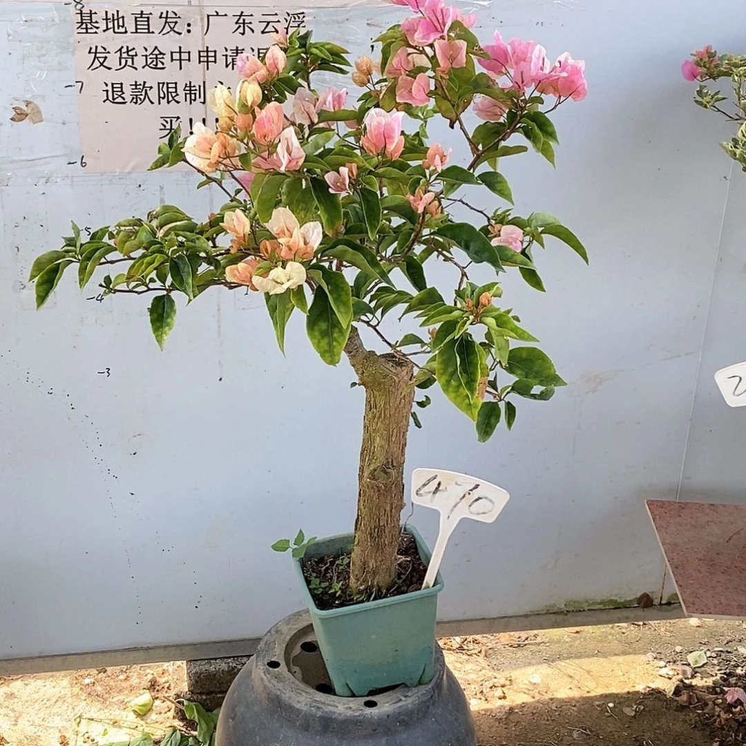 大部分开放少量花苞粉红樱470