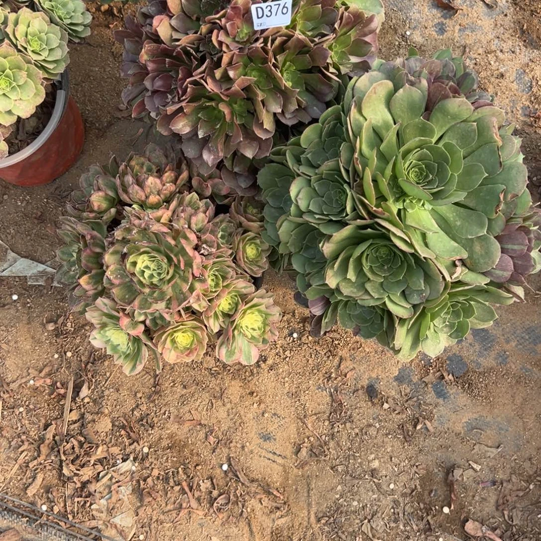 376三颗组合多肉植物