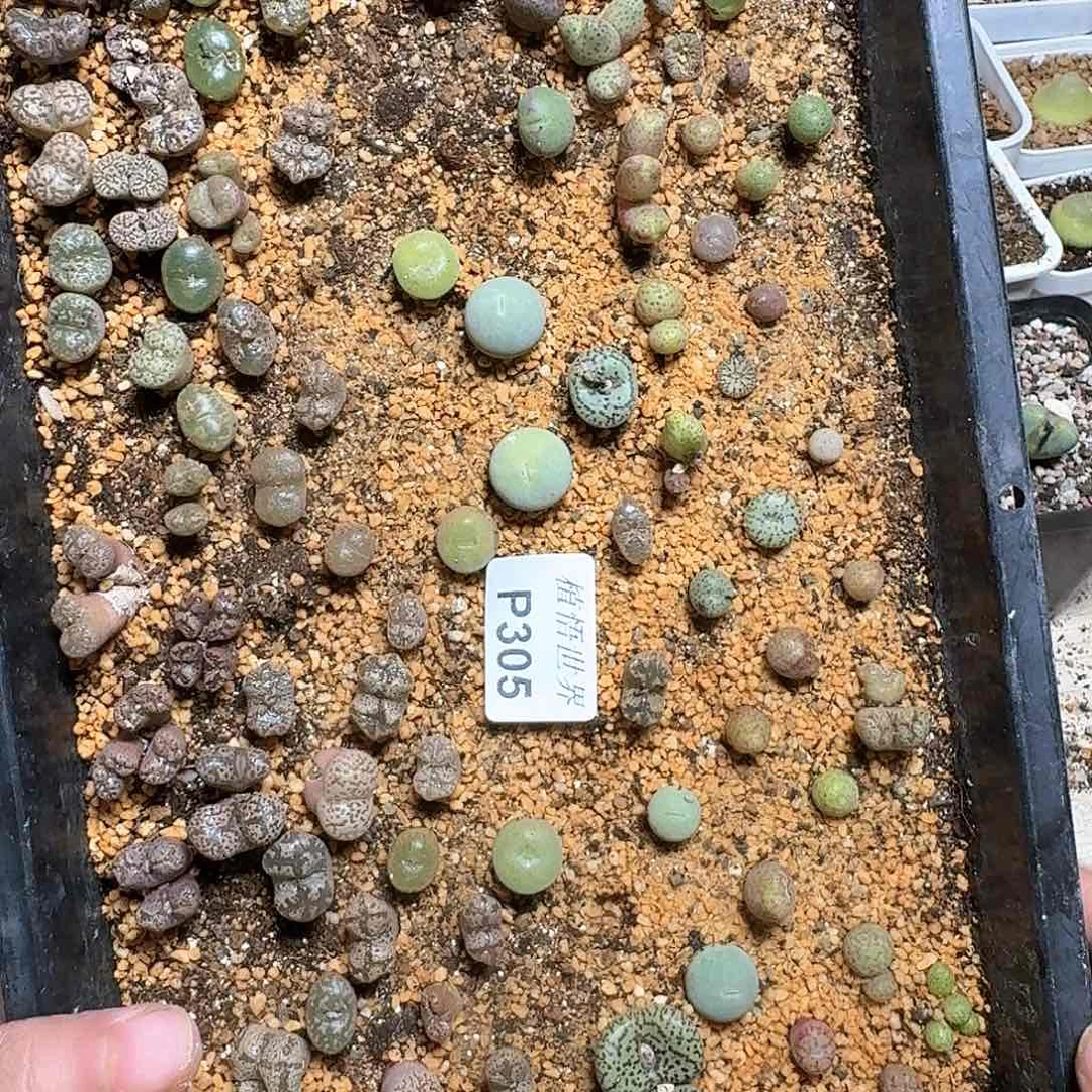 305号多肉植物哇c g