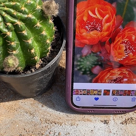 橙牡丹仙人球，257900