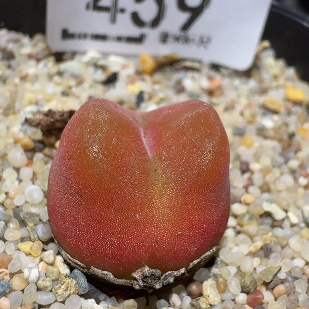 ZzzZz生石花肉锥面459水蜜桃