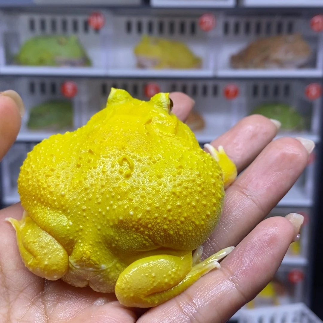 角蛙蛋黄一个➕盒子一