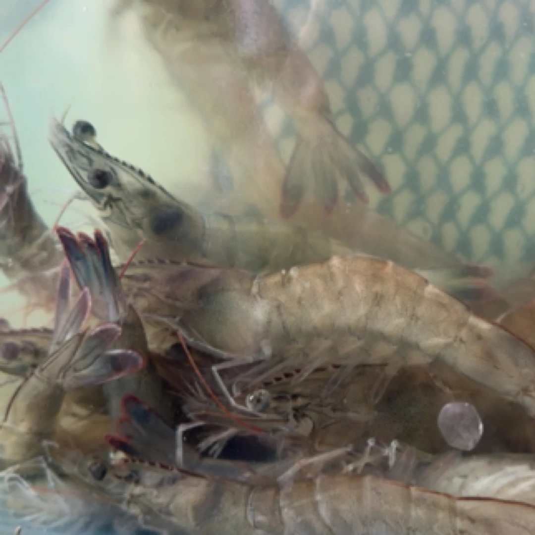 100元4斤鲜活基围虾