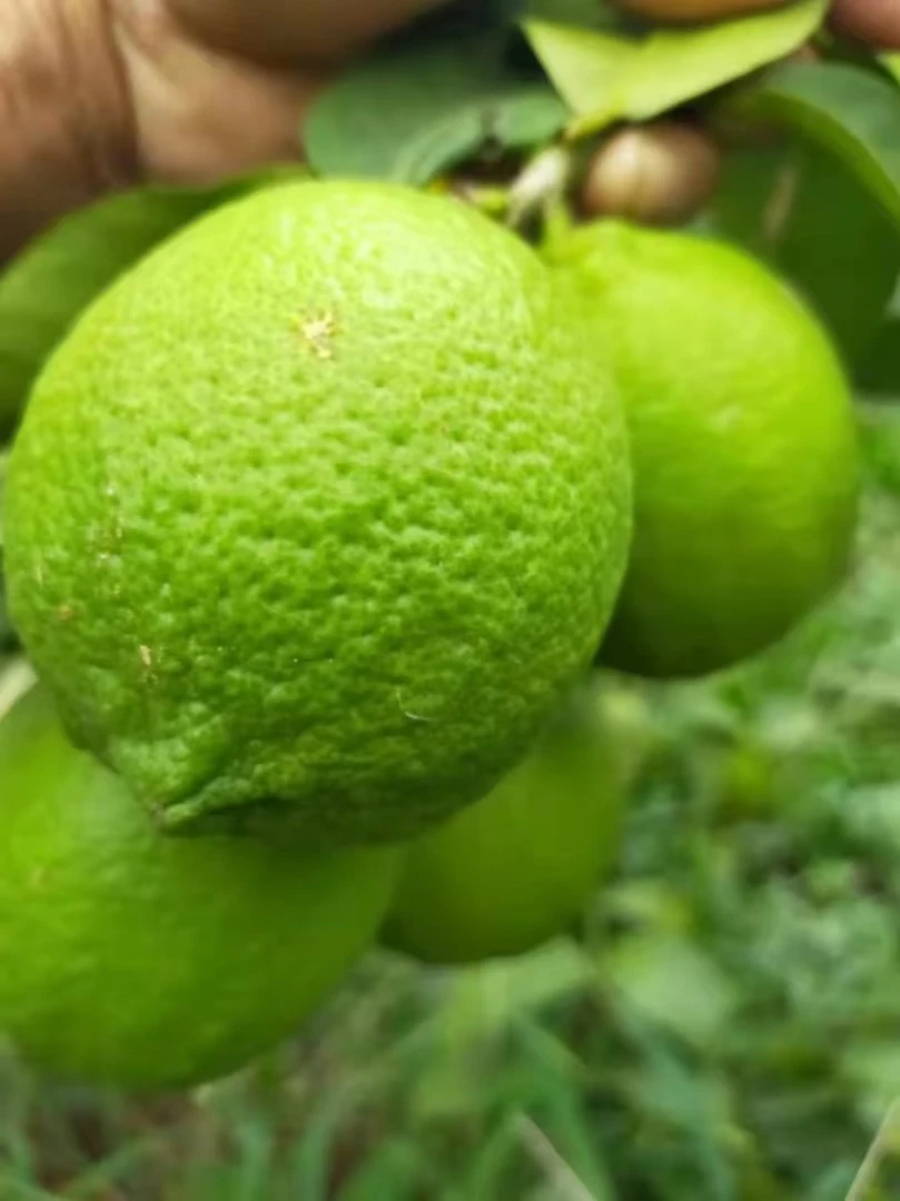 正宗广东香水柠檬新鲜无籽整箱包邮奶茶店柠檬茶专用
