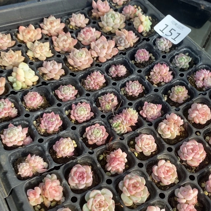 151 多肉植物盆栽植物