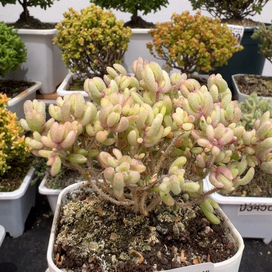 D3547红宝石锦福利