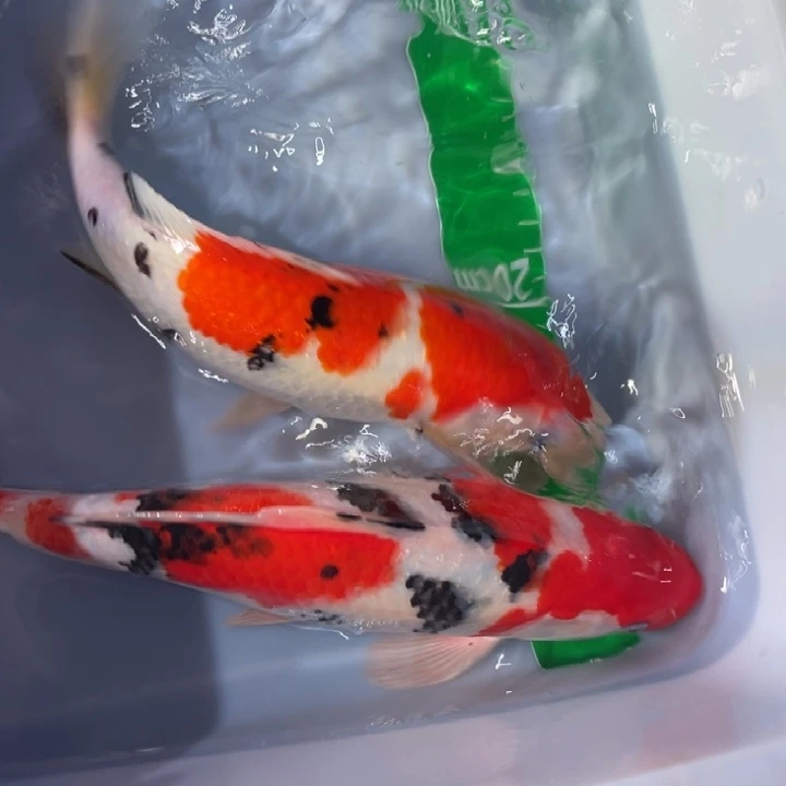 锦鲤锦鲤日系红白三色