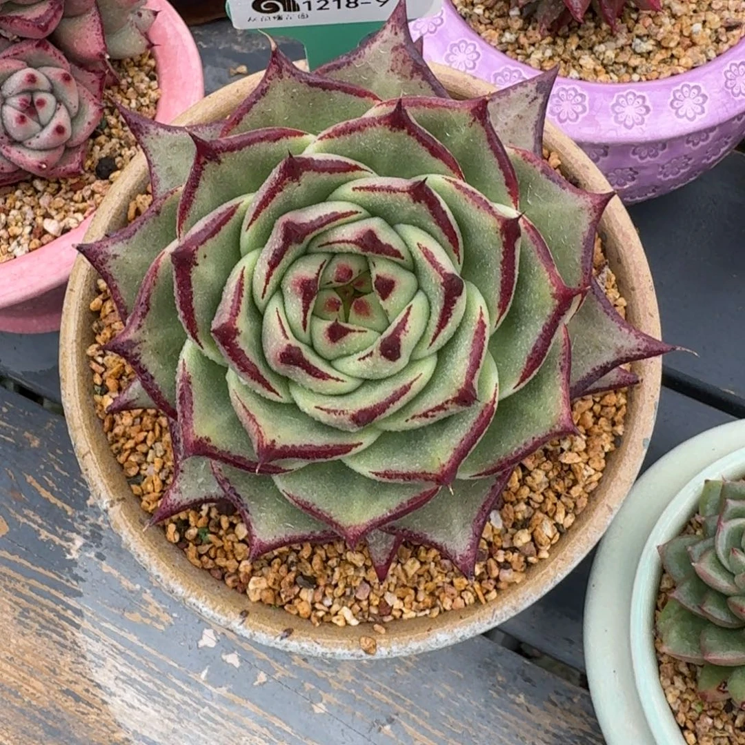 从前慢多肉精选编号1218.9