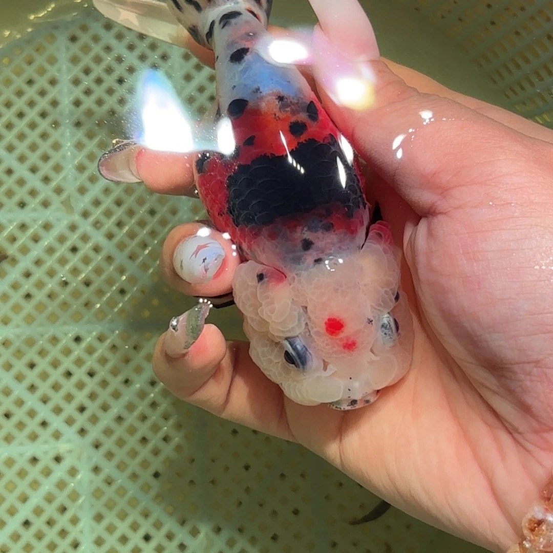 社***器金鱼拍包装包邮，不拍包装运费到付