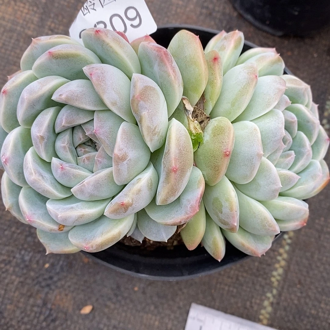 2809杂交老桩基地～12厘米