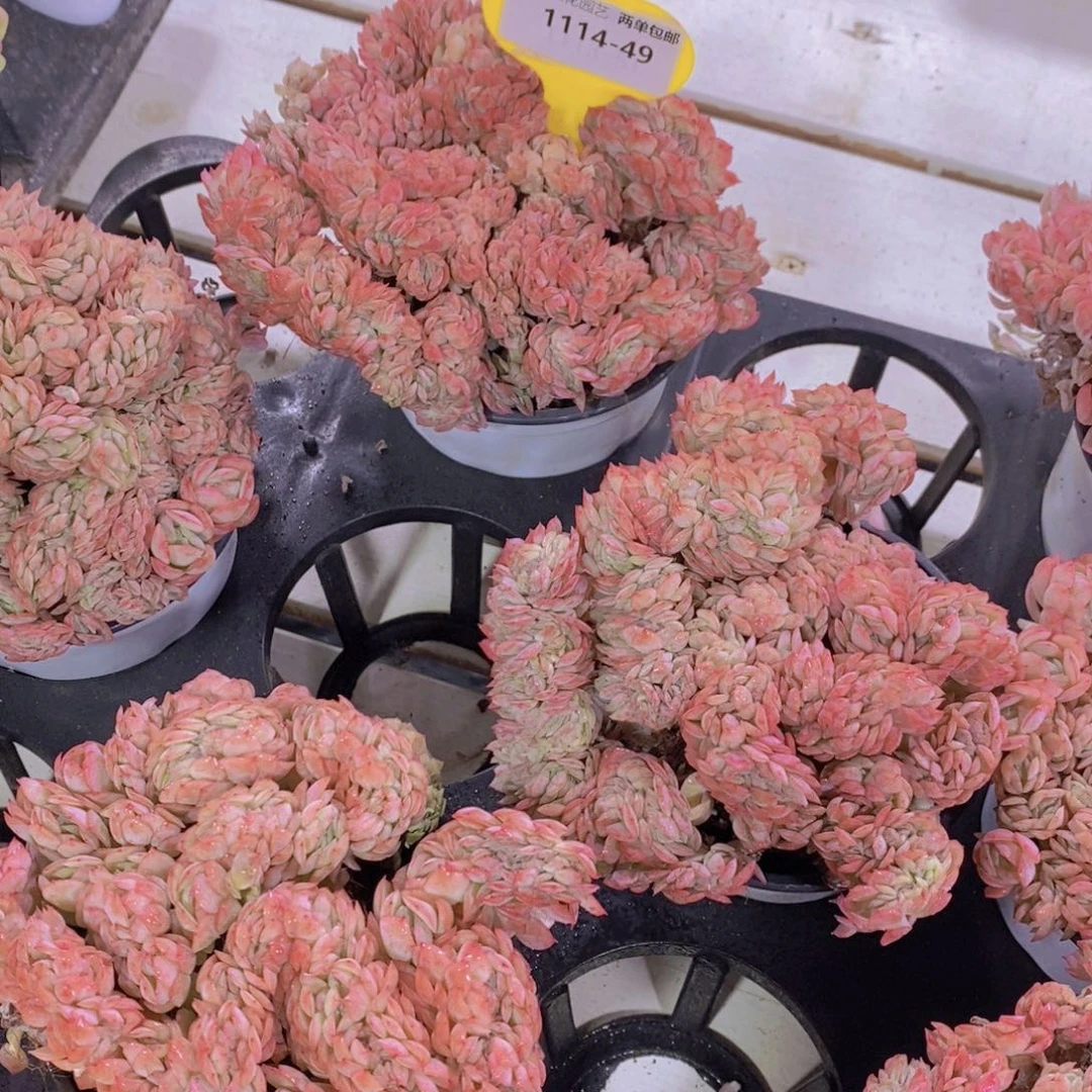 1114-49-精品母本老桩胭脂贝瑞缀化一个